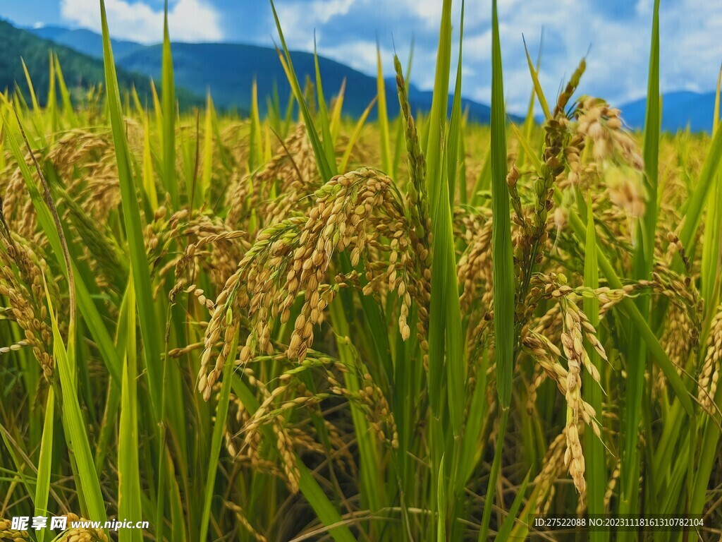 稻田美景