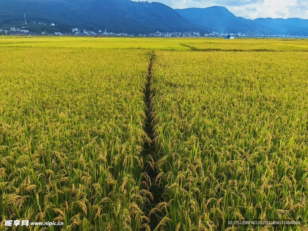 稻田美景