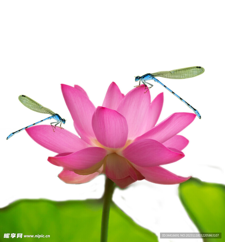 莲花