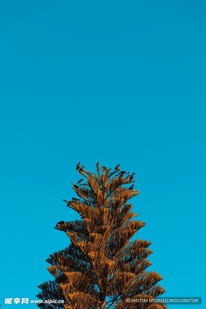 树枝和八哥