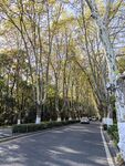 梧桐大道  