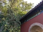 绿树红墙