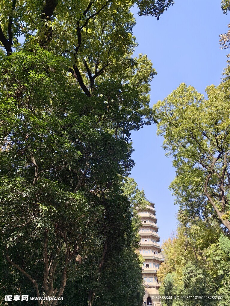 树  