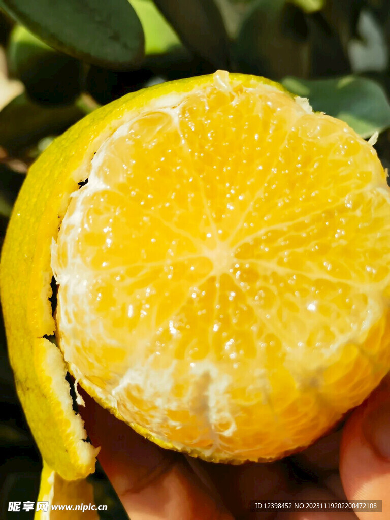 柑橘