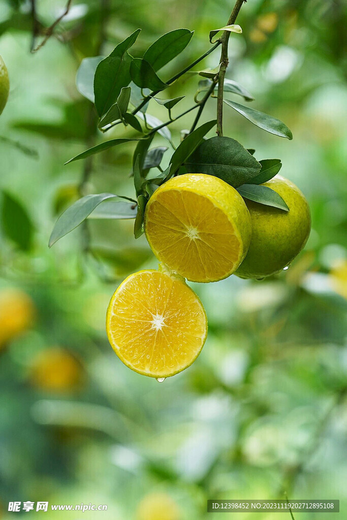 皇帝柑
