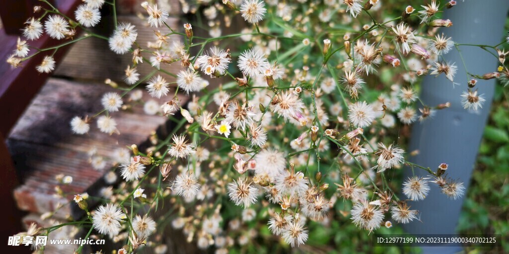 花簇绿植壁纸