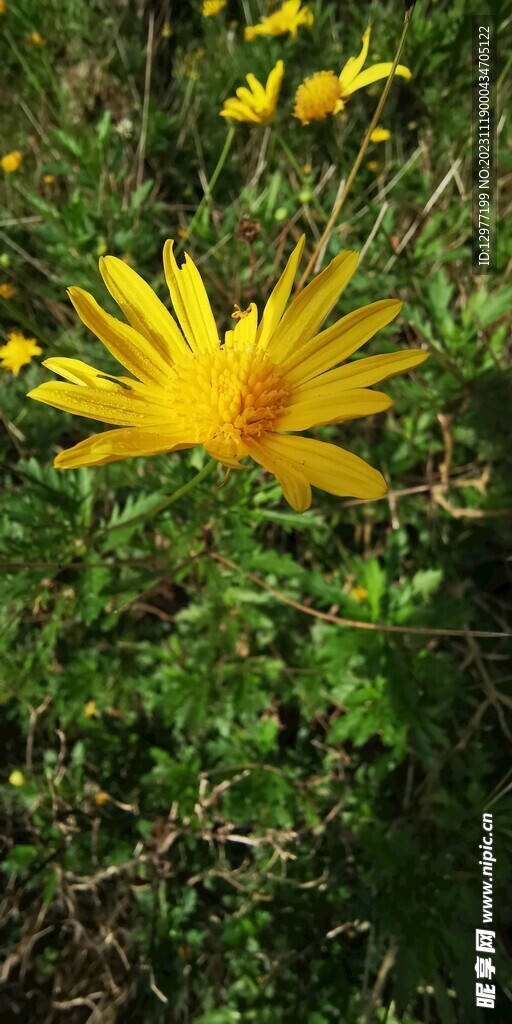 菊花照片