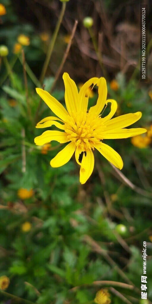 黄色的花