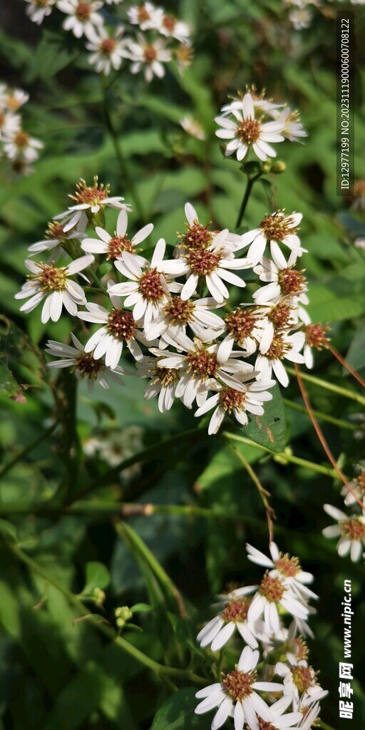 白色菊花 手机壁纸