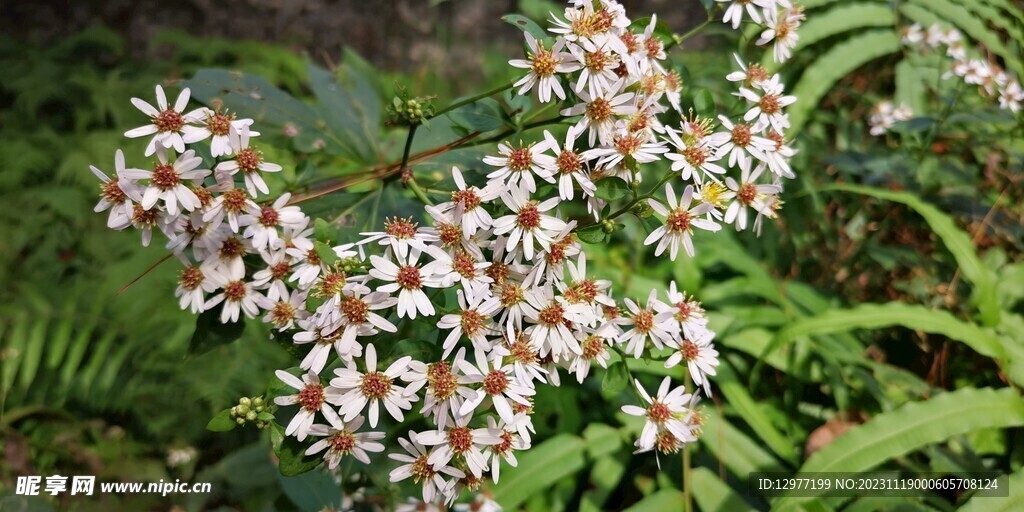 高清4K白菊花