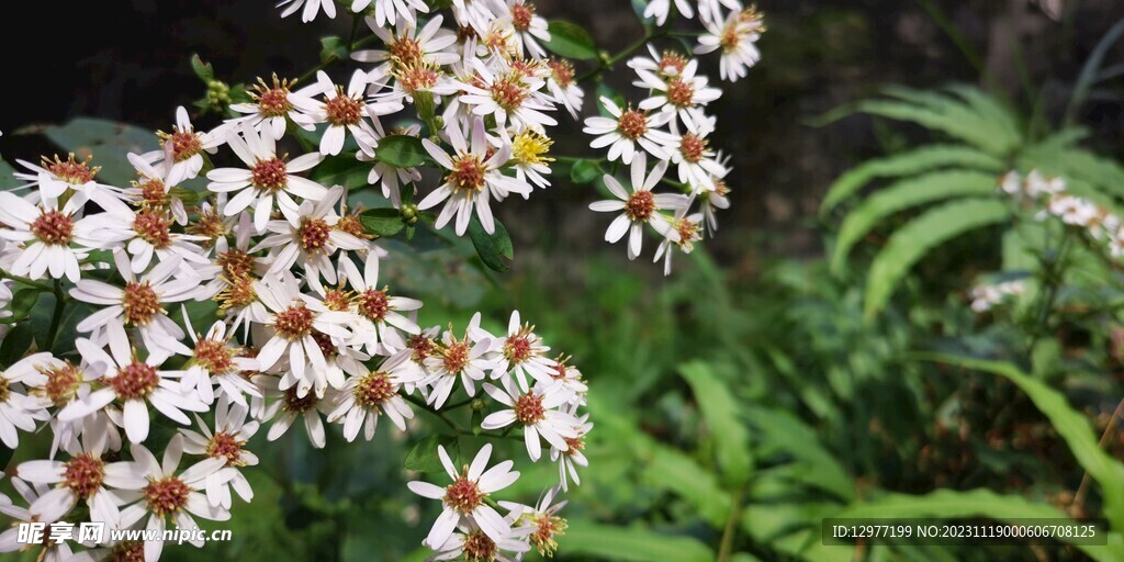 山白菊 三脉紫菀 