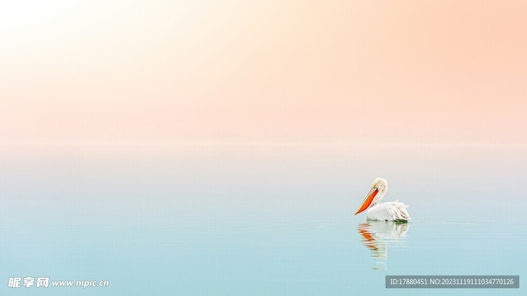鹈鹕