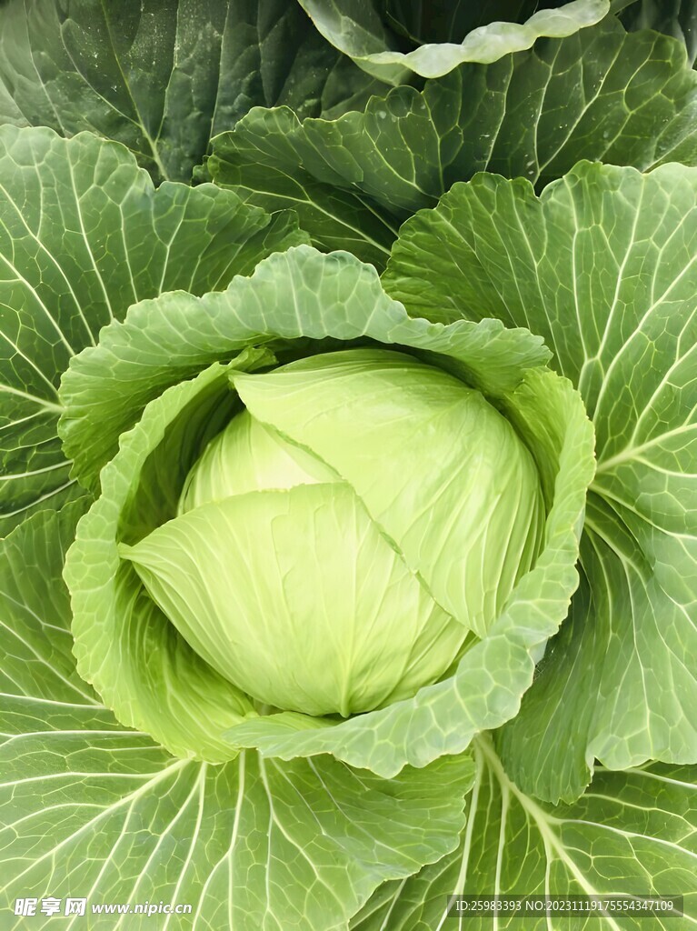 高丽菜