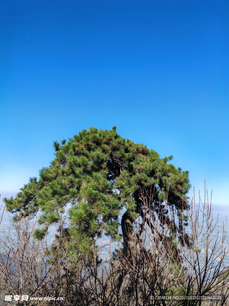 松树