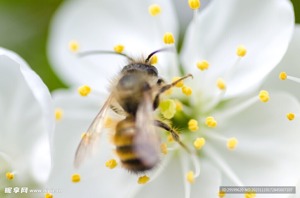 蜜蜂  