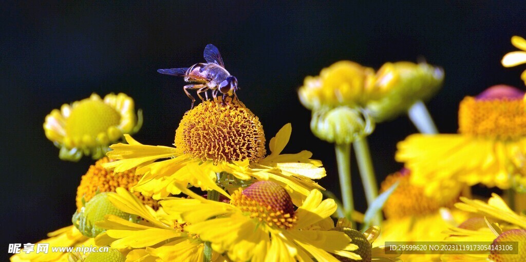 蜜蜂 