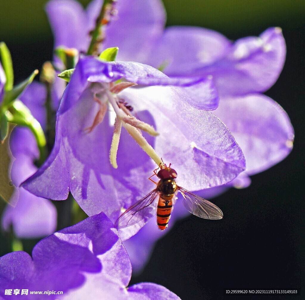 蜜蜂和花朵无缝图案上的几何蓝色背景插画图片素材_ID:376824553-Veer图库