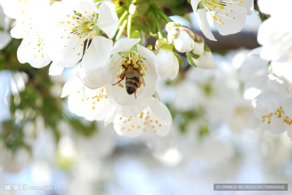 蜜蜂 