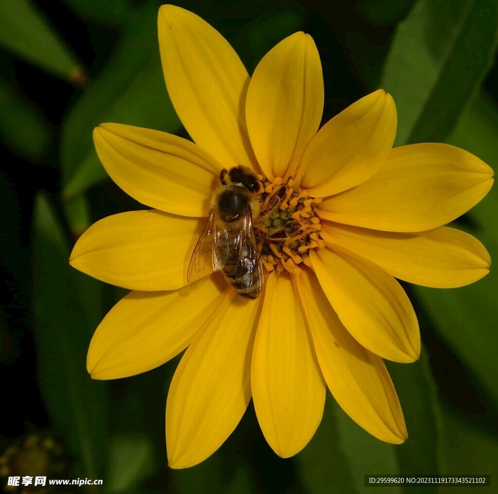 蜜蜂 