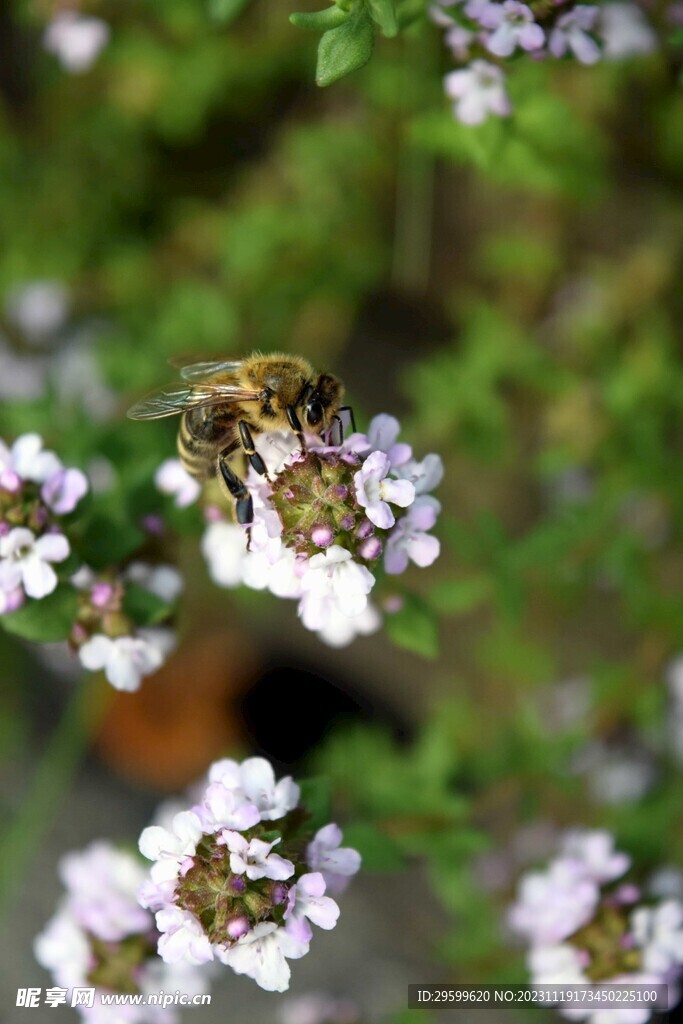 蜜蜂  