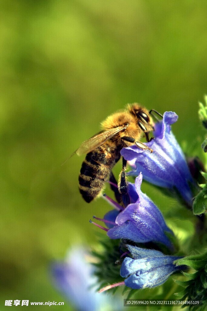 蜜蜂 