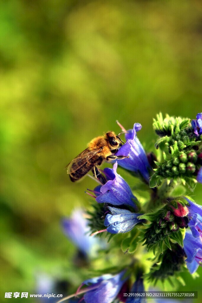 蜜蜂 