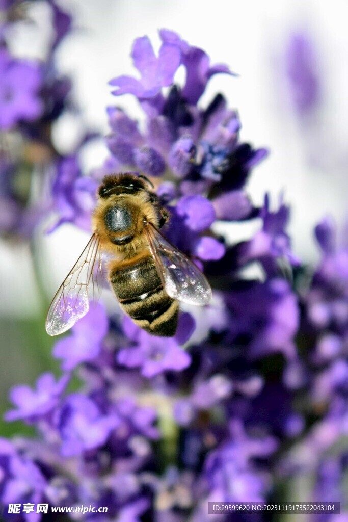 蜜蜂 