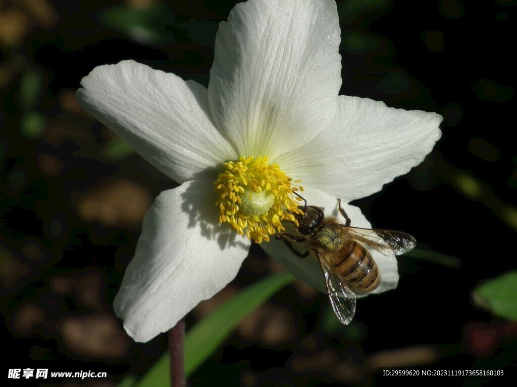 蜜蜂 