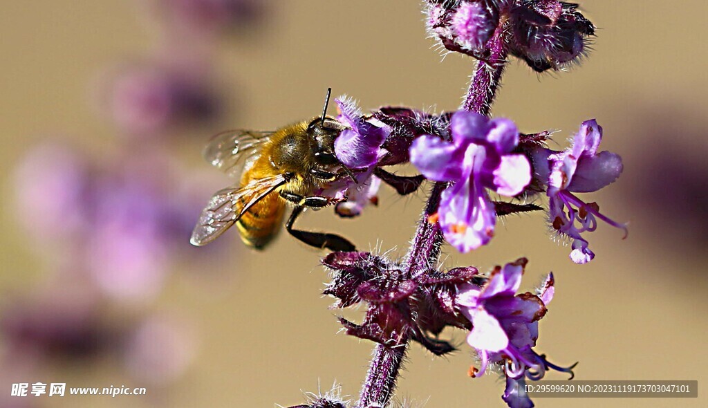 蜜蜂  