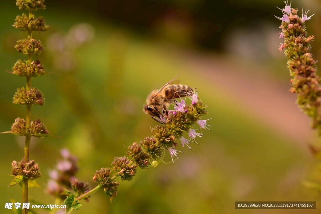 蜜蜂 