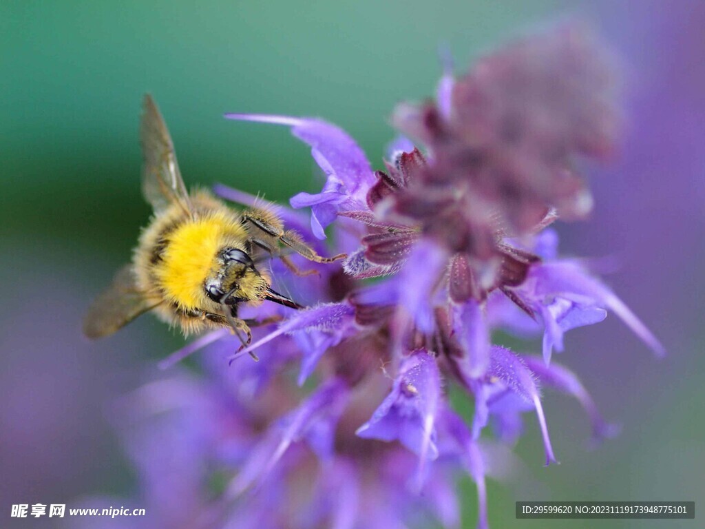 蜜蜂 