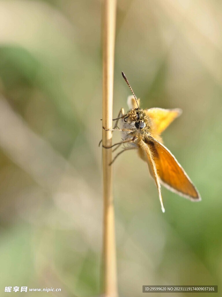 蝴蝶  