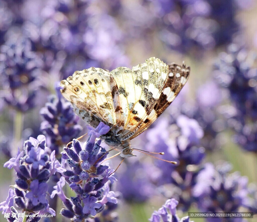 蝴蝶  