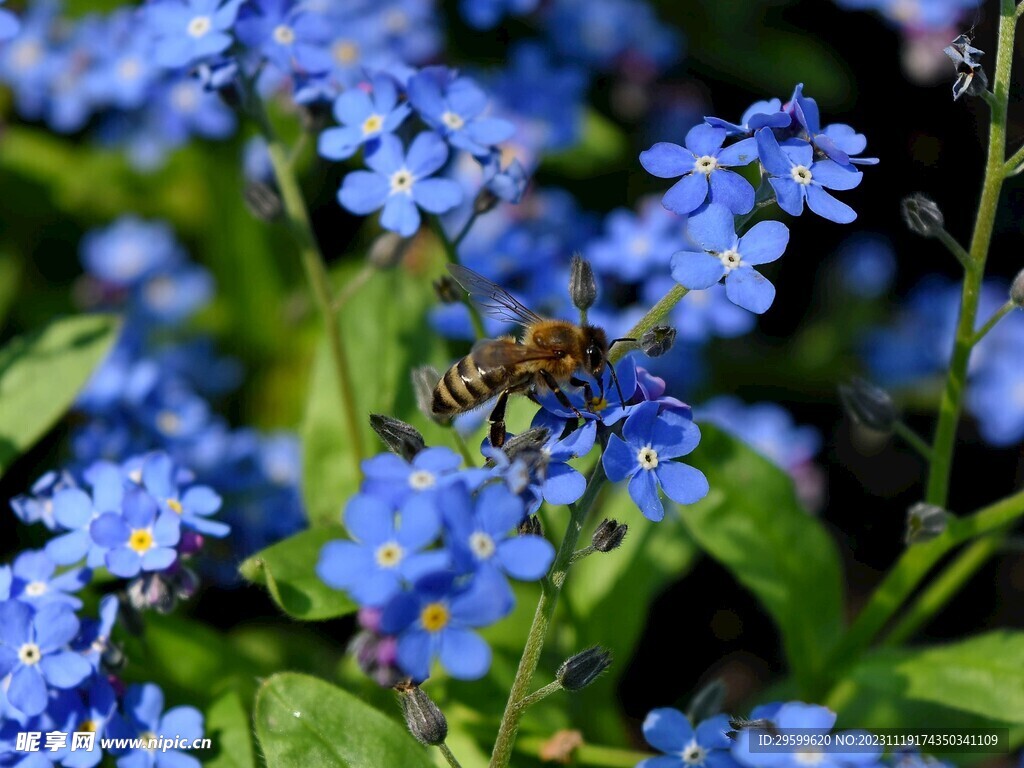 蜜蜂 