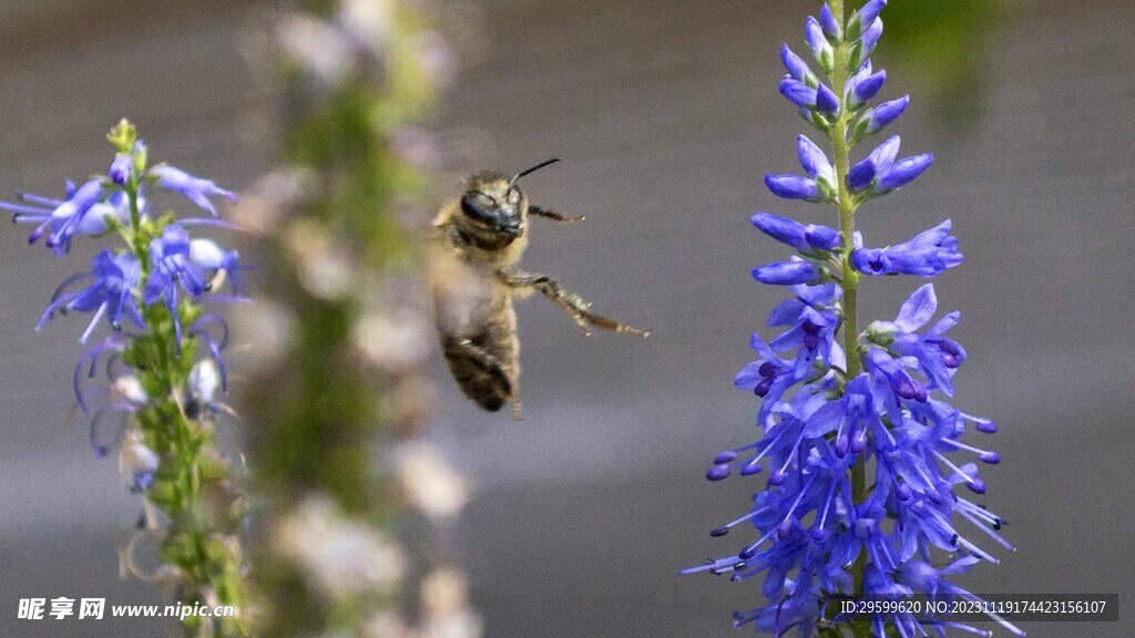 蜜蜂 