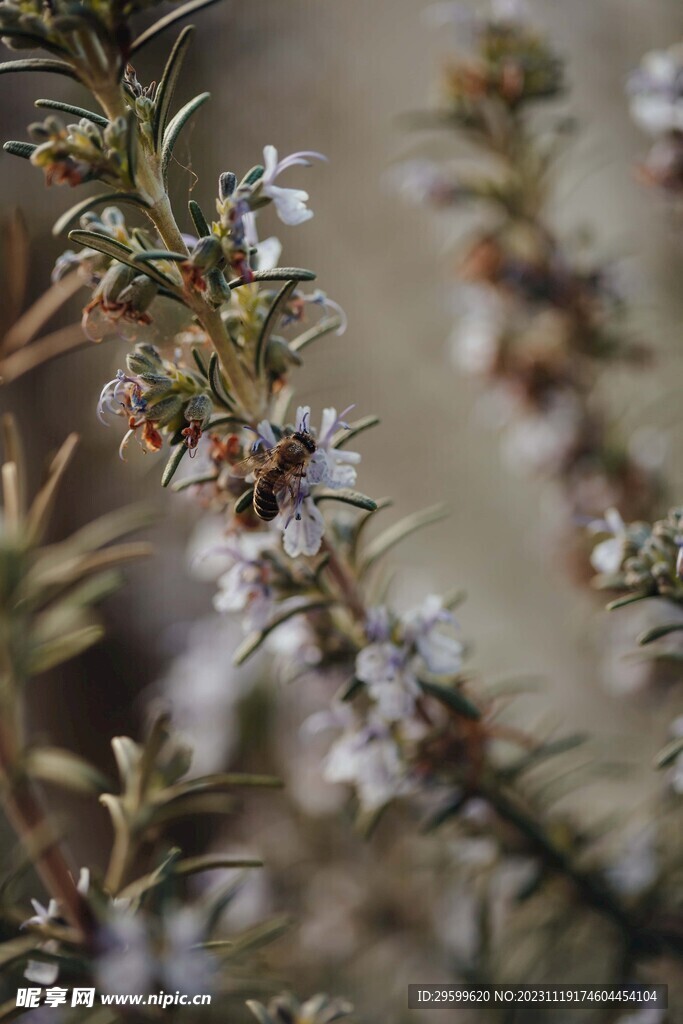 蜜蜂 