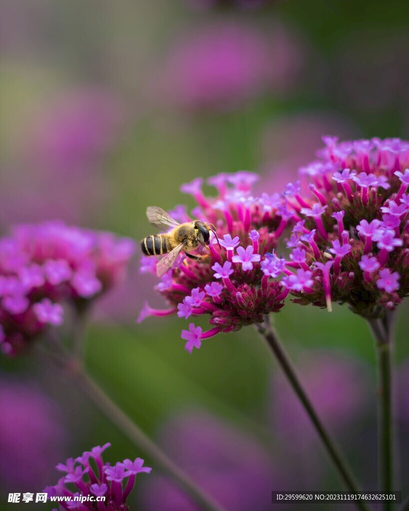 蜜蜂 