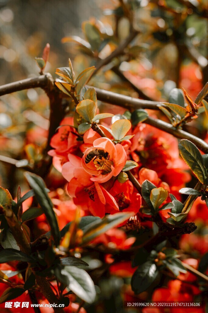 蜜蜂 