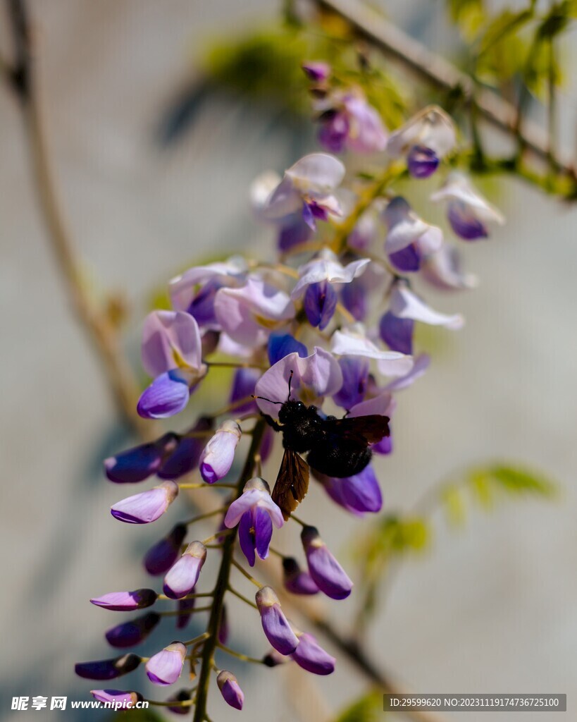 蜜蜂 