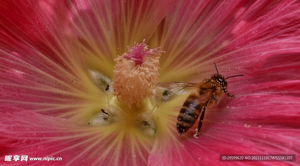 蜜蜂  