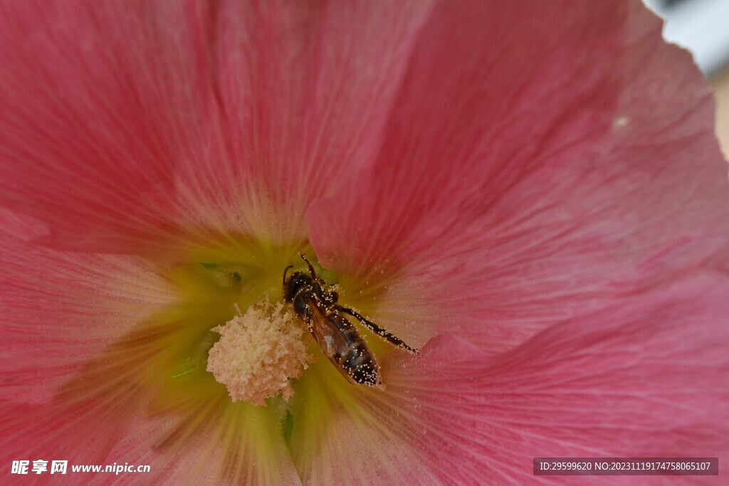蜜蜂 