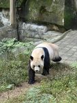四川大熊猫