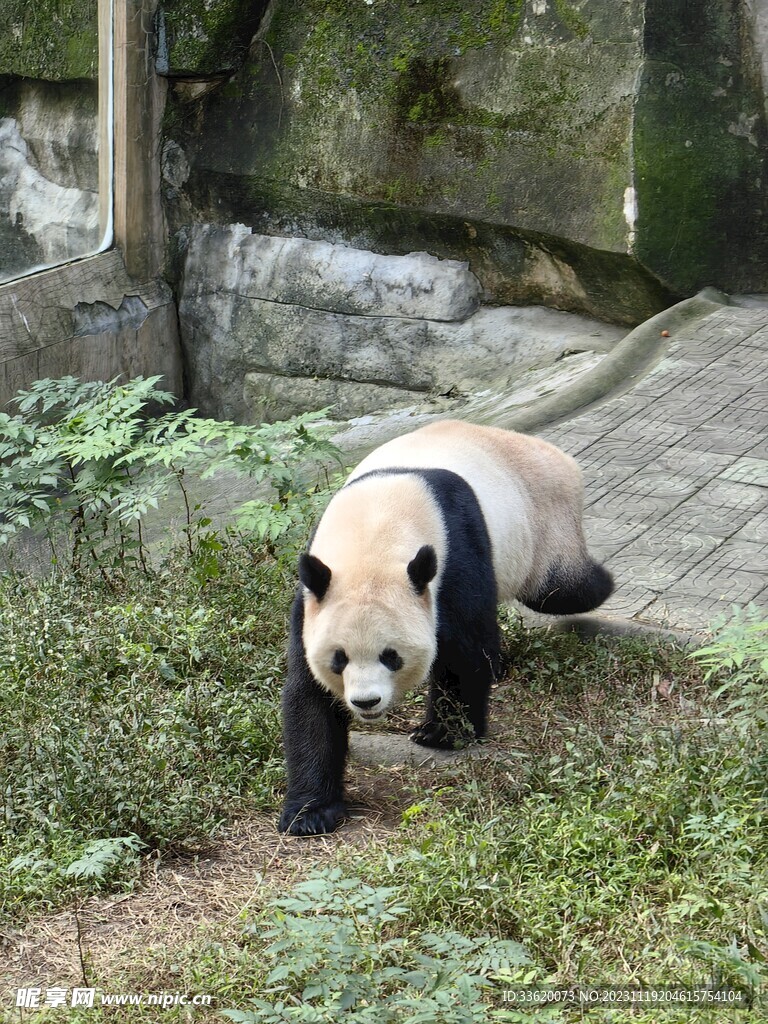 四川大熊猫