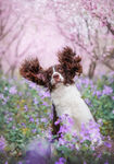 史宾格猎犬