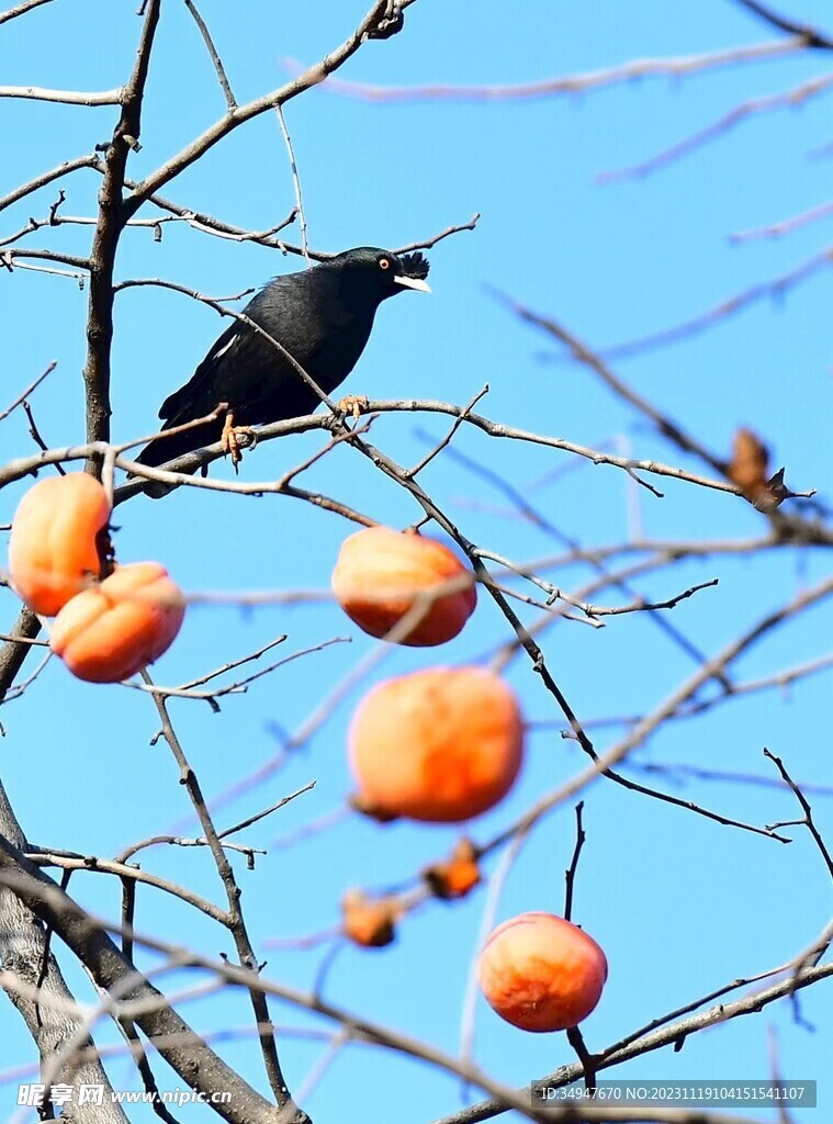 乌鸦和柿子