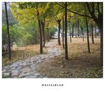 公园的小路