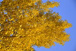 金黄的银杏树叶