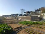蓝城桃花源