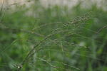 野草草籽