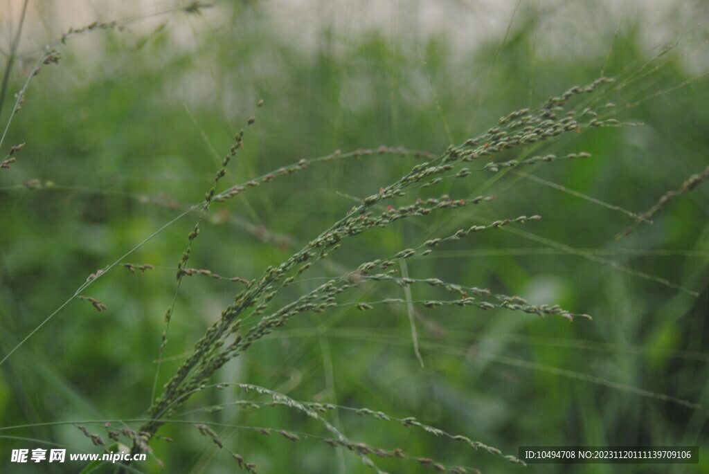 野草草籽